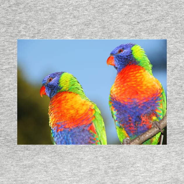 Pair of Rainbow Lorikeets by Carole-Anne